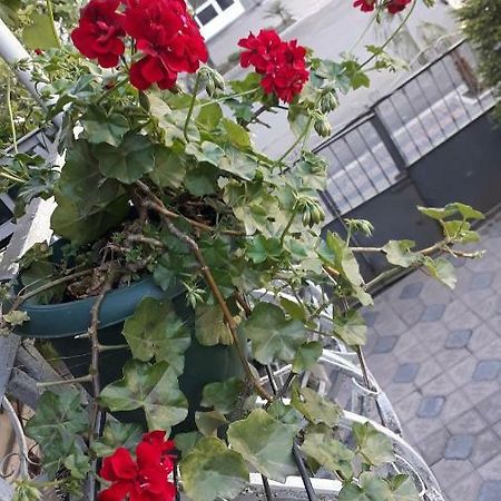 Homestay Izolda Μπατούμι Εξωτερικό φωτογραφία