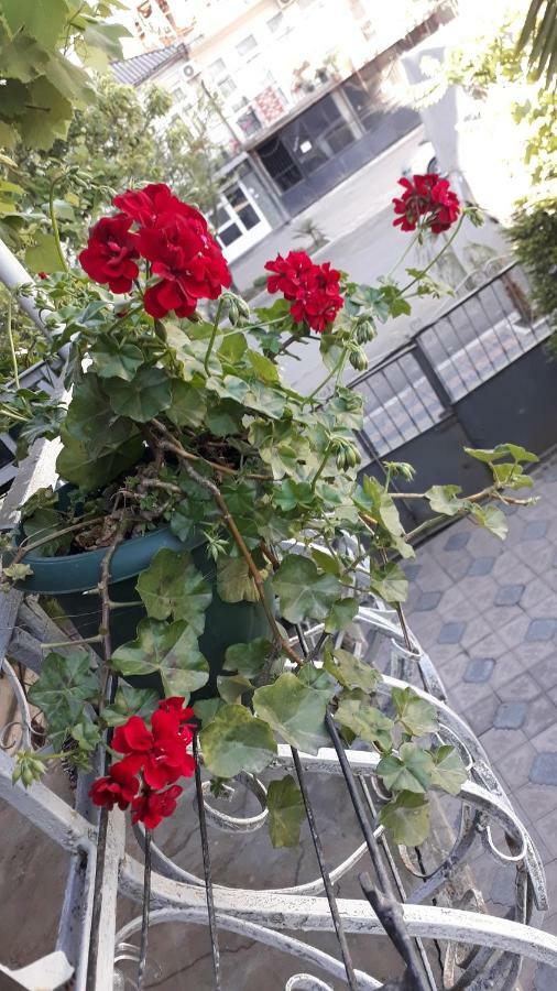 Homestay Izolda Μπατούμι Εξωτερικό φωτογραφία